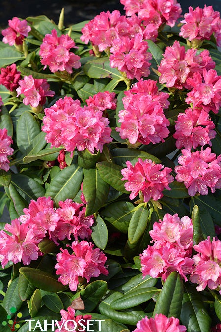 Rhododendron Tigerstedtii-Ryhm� 'Raisa', marjatanalppiruusu